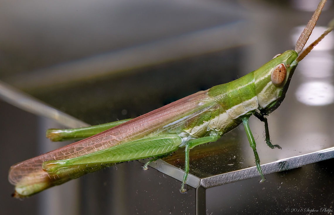 gray bird grasshopper nymph This nymph was sitting in my living room perched on a table lamp base. The lighting was so perfect I just took the shot. Geotagged,Schistocerca nitens,Summer,United States