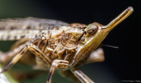 Found on a yucca plant This tiny bug (5mm) was buried inside the base of a leaf on a yucca plant. Geotagged,Summer,United States