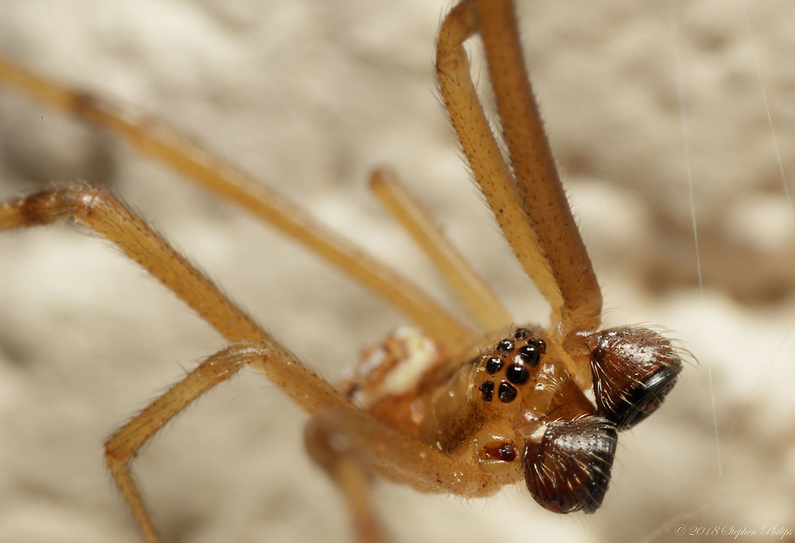 Male Juvenile Black Widow This is a male black widow hence hypertrophied pedipalps Latrodectus hesperus,Olios giganteus,Western black widow spider