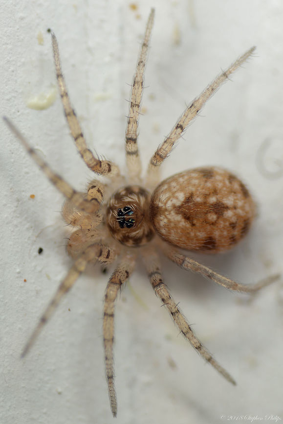 Wall Spider Crazy small with its eyes on top of its head which is too cool! These are &lt; 3mm as an adult.<br />
<br />
For ID purposes: <a href="http://www.arizonensis.org/sonoran/fieldguide/arthropoda/oecobiid.html" rel="nofollow">http://www.arizonensis.org/sonoran/fieldguide/arthropoda/oecobiid.html</a> Geotagged,Oecobius annulipes,Oecobius cellariorum,Summer,United States