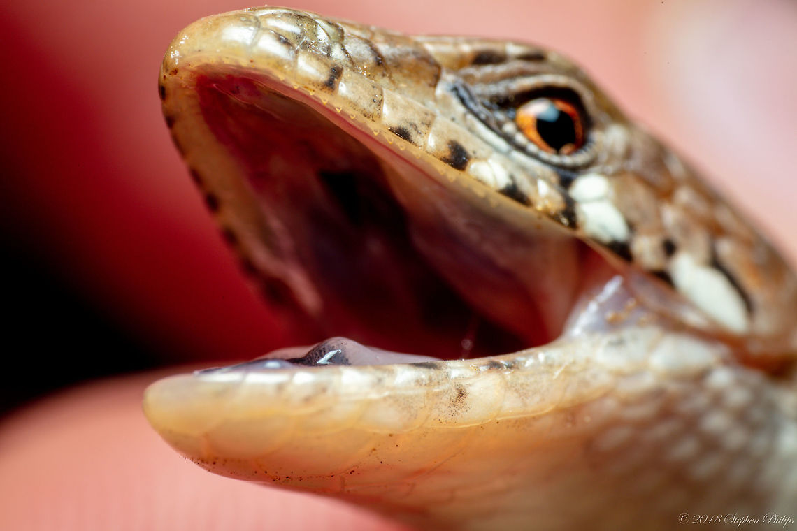 Alligator Lizard I took a series of images of this strange looking lizard but the headshots were the only images to turn out. Unfortunate as the most interesting aspect of this species is its short legs and snake like appearance and gait.<br />
<br />
<figure class="photo"><a href="https://www.jungledragon.com/image/66362/eye_of_the_madrean.html" title="Eye of the Madrean"><img src="https://s3.amazonaws.com/media.jungledragon.com/images/2428/66362_thumb.jpg?AWSAccessKeyId=05GMT0V3GWVNE7GGM1R2&Expires=1759968010&Signature=c9cQ3B5J1O%2F9b6xCIX1OZkeM6Cs%3D" width="200" height="134" alt="Eye of the Madrean Second image. Geotagged,Madrean alligator lizard,Summer,United States,kingii" /></a></figure><br />
<br />
<figure class="photo"><a href="https://www.jungledragon.com/image/66363/madrean_lizard_iii.html" title="Madrean Lizard III"><img src="https://s3.amazonaws.com/media.jungledragon.com/images/2428/66363_thumb.jpeg?AWSAccessKeyId=05GMT0V3GWVNE7GGM1R2&Expires=1759968010&Signature=iHNUVWZJQ1FYVUSqAtnr6LrHrtE%3D" width="114" height="152" alt="Madrean Lizard III semi-full view Geotagged,Madrean alligator lizard,Summer,United States,kingii" /></a></figure> Geotagged,Madrean alligator lizard,Summer,United States,kingii
