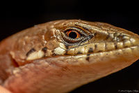 Eye of the Madrean Second image. Geotagged,Madrean alligator lizard,Summer,United States,kingii