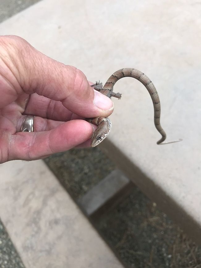 Madrean Lizard III semi-full view Geotagged,Madrean alligator lizard,Summer,United States,kingii