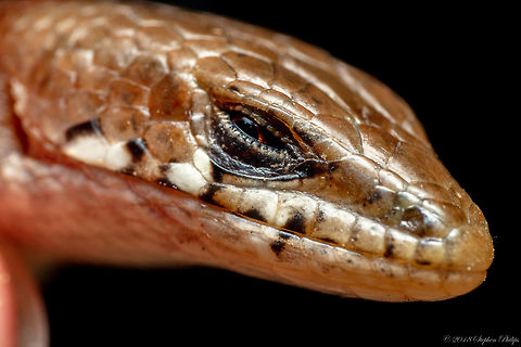 Madrean Alligator Lizard stink eye Christine's stink eye shot Elgaria kingii,Geotagged,Madrean alligator lizard,Summer,United States