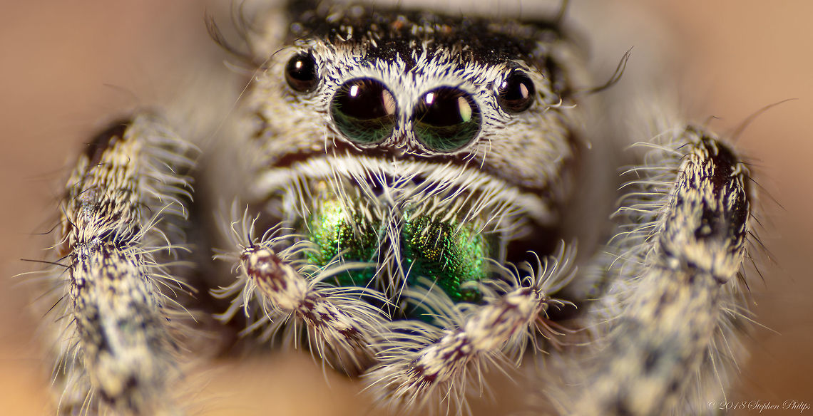 Famale See second image of the fangs from this daring jumper!<br />
<br />
<figure class="photo"><a href="https://www.jungledragon.com/image/67708/fangs_on_audax.html" title="Fangs on Audax"><img src="https://s3.amazonaws.com/media.jungledragon.com/images/2428/67708_thumb.jpg?AWSAccessKeyId=05GMT0V3GWVNE7GGM1R2&Expires=1763596810&Signature=fqk%2BNb29iDySEM36nxDLRAdVNdI%3D" width="200" height="122" alt="Fangs on Audax Nice image of the fangs on these little phidippus. Daring jumping spider,Fall,Geotagged,Phidippus audax,United States" /></a></figure> Daring jumping spider,Fall,Geotagged,Phidippus audax,United States