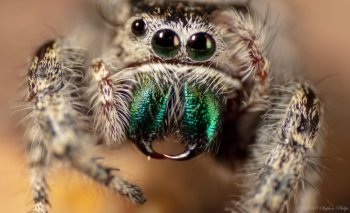Fangs on Audax Nice image of the fangs on these little phidippus. Daring jumping spider,Fall,Geotagged,Phidippus audax,United States