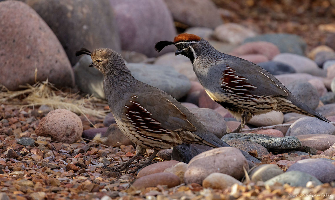 Mates for Life Gambel&#039;s quail are monogamous and rarely breed in colonies. The female typically lays 10&ndash;12 eggs in a simple scrape concealed in vegetation, often at the base of a rock or tree. Incubation lasts from 21&ndash;23 days, usually performed by the female and rarely by the male. The chicks are precocial, leaving the nest with their parents within hours of hatching. Callipepla gambelii,Fall,Gambels quail,Geotagged,United States