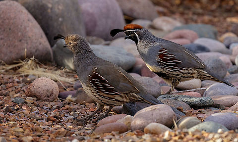 Mates for Life Gambel's quail are monogamous and rarely breed in colonies. The female typically lays 10–12 eggs in a simple scrape concealed in vegetation, often at the base of a rock or tree. Incubation lasts from 21–23 days, usually performed by the female and rarely by the male. The chicks are precocial, leaving the nest with their parents within hours of hatching. Callipepla gambelii,Fall,Gambels quail,Geotagged,United States
