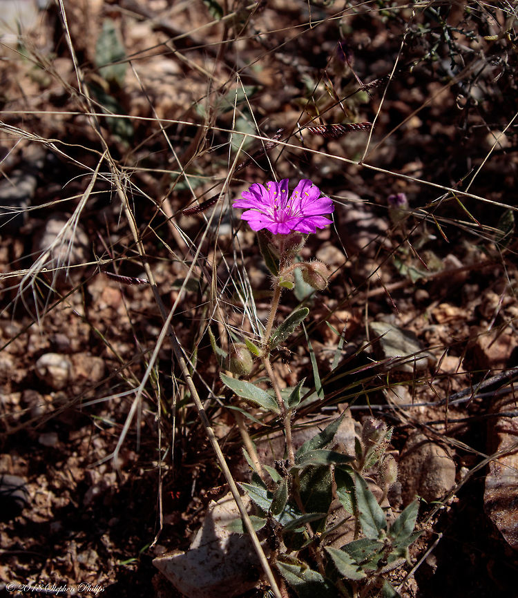 Allionia choisyi Many sites to verify<br />
<br />
<a href="https://www.wildflower.org/plants/result.php?id_plant=ALCH" rel="nofollow">https://www.wildflower.org/plants/result.php?id_plant=ALCH</a><br />
<a href="https://www.fireflyforest.com/flowers/3758/allionia-choisyi-annual-windmills/" rel="nofollow">https://www.fireflyforest.com/flowers/3758/allionia-choisyi-annual-windmills/</a><br />
<br />
<figure class="photo"><a href="https://www.jungledragon.com/image/68035/second_prospective.html" title="Second prospective"><img src="https://s3.amazonaws.com/media.jungledragon.com/images/2428/68035_thumb.jpg?AWSAccessKeyId=05GMT0V3GWVNE7GGM1R2&Expires=1759968010&Signature=NyREUJijQNjne1e%2FXLMQ1H0o4sE%3D" width="200" height="134" alt="Second prospective A second image of the intro.<br />
<br />
https://www.jungledragon.com/image/68016/allionia_choisyi.html Allionia choisyi,Fall,Geotagged,Smooth Trailing Four O&#039;Clock,United States" /></a></figure> Allionia choisyi,Fall,Geotagged,Smooth Trailing Four O'Clock,United States