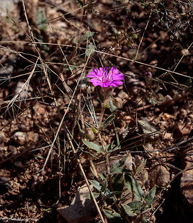 Smooth Trailing Four O'Clock