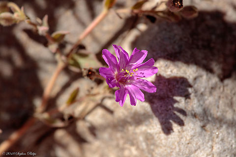 Second prospective A second image of the intro.

https://www.jungledragon.com/image/68016/allionia_choisyi.html Allionia choisyi,Fall,Geotagged,Smooth Trailing Four O'Clock,United States