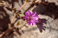 Second prospective A second image of the intro.<br />
<br />
https://www.jungledragon.com/image/68016/allionia_choisyi.html Allionia choisyi,Fall,Geotagged,Smooth Trailing Four O'Clock,United States