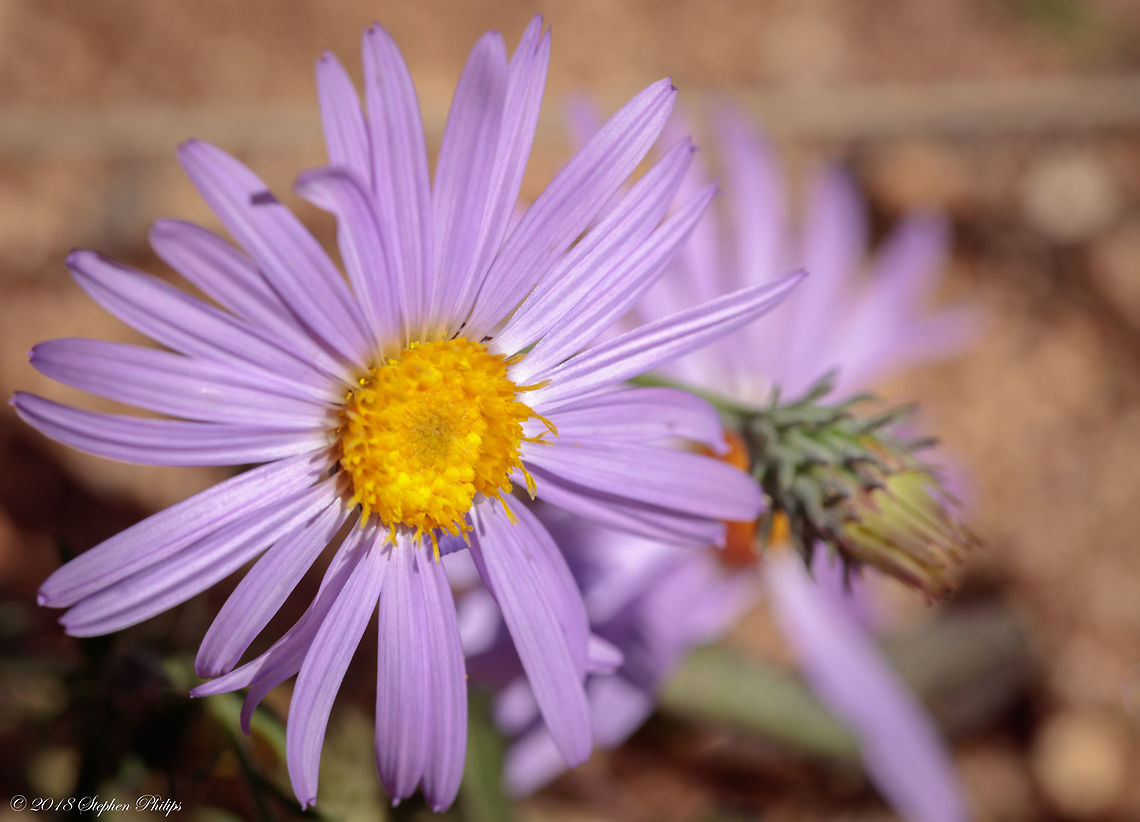 Gray-hairy Duration: Annual, Biennial, Perennial<br />
<br />
Growth Habit: Herb/Forb<br />
<br />
Arizona Native Status: Native<br />
<br />
Habitat: Desert, Upland<br />
<br />
Flower Color: Purple, White (rare)<br />
<br />
Flowering Season: Late spring, Summer, Fall<br />
<br />
Height: Up to 4 feet (1.2 m) tall<br />
<br />
Description: The flower heads have numerous, slender, purple rays, golden yellow disks, and appressed, spreading, or reflexed phyllaries (bracts at the base of the flower heads) with green, hairy, pointed or spiny tips and mostly hairless, greenish white bases. The flower heads are followed by bristly, rounded, tan-colored seed heads. The leaves are green, alternate, linear to narrowly lance-shaped, and either smooth-edged or edged with small, spine-tipped teeth. The stems are slender, green, erect, and openly branched above. The leaves, stems, and flower stalks are variably hairy grayish white, finely hairy, or sometimes hairless, and they may have a few stalked glandular hairs mixed in with the other types of hairs. Dieteria canescens,Fall,Geotagged,United States