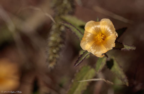 Spreading Fanpetals https://www.fireflyforest.com/flowers/2344/sida-abutifolia-spreading-fanpetals/
http://swbiodiversity.org/seinet/taxa/index.php?taxon=606 Fall,Geotagged,Sida abutifolia,Spreading Fanpetals,United States