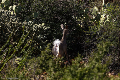 Coues' white-tailed deer Smallest of the white-tail deer. This image was uploaded along with one other to show the huge plume tail of this deer. The other images on JD didn't seem to capture its name sake.

https://www.jungledragon.com/image/68480/white_tail-4.html Coues' White-Tailed Deer,Fall,Geotagged,Odocoileus virginianus couesi,United States