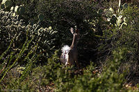 Coues' white-tailed deer Smallest of the white-tail deer. This image was uploaded along with one other to show the huge plume tail of this deer. The other images on JD didn't seem to capture its name sake.<br />
<br />
https://www.jungledragon.com/image/68480/white_tail-4.html Coues' White-Tailed Deer,Fall,Geotagged,Odocoileus virginianus couesi,United States