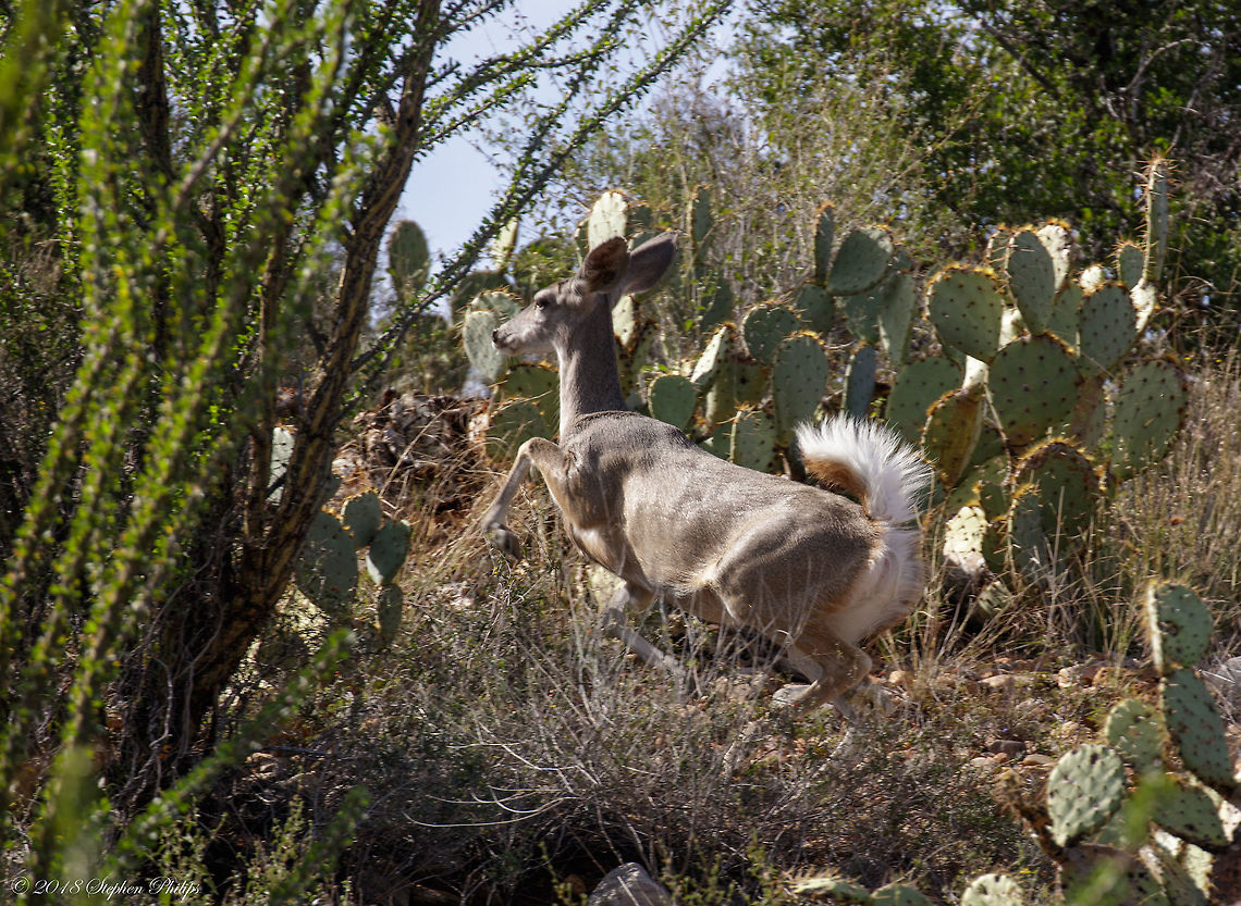2nd Coues' white-tailed A second look at the gorgeous plumed tail of a white-tail.<br />
<br />
<figure class="photo"><a href="https://www.jungledragon.com/image/68479/coues_white-tailed_deer.html" title="Coues' white-tailed deer"><img src="https://s3.amazonaws.com/media.jungledragon.com/images/2428/68479_thumb.jpg?AWSAccessKeyId=05GMT0V3GWVNE7GGM1R2&Expires=1770854410&Signature=BGom%2FqobwgoCUN7kxcJr4Qc%2F2M0%3D" width="200" height="134" alt="Coues' white-tailed deer Smallest of the white-tail deer. This image was uploaded along with one other to show the huge plume tail of this deer. The other images on JD didn't seem to capture its name sake.<br />
<br />
https://www.jungledragon.com/image/68480/white_tail-4.html Coues' White-Tailed Deer,Fall,Geotagged,Odocoileus virginianus couesi,United States" /></a></figure> Coues' White-Tailed Deer,Fall,Geotagged,Odocoileus virginianus,Odocoileus virginianus couesi,United States,White-tailed deer