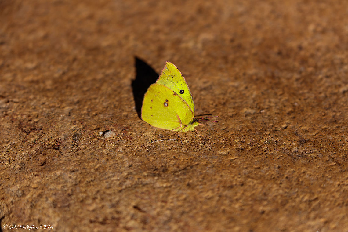 Southern Dogface Love the name and so happy this little busy guy stopped for 4 seconds for a snap! Fall,Geotagged,Southern dogface,United States,Zerene cesonia