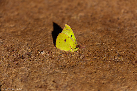Southern Dogface Love the name and so happy this little busy guy stopped for 4 seconds for a snap! Fall,Geotagged,Southern dogface,United States,Zerene cesonia