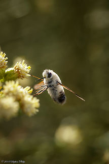 Anastoechus barbatus