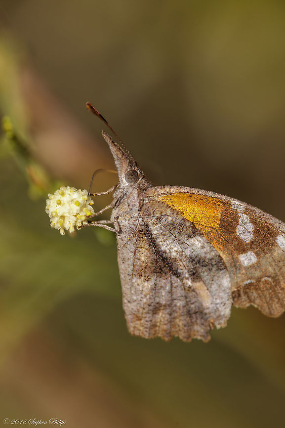 American snout butterfly, Arizona, USA  American snout butterfly,Fall,Geotagged,Libytheana carinenta,United States