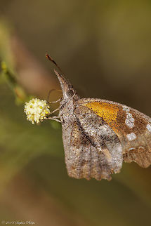 American snout butterfly, Arizona, USA  American snout butterfly,Fall,Geotagged,Libytheana carinenta,United States