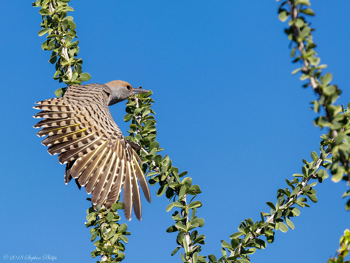 Wing Stretch Love the pose. I have a few leading up to and after this strange maneuver of stretching out its wing. Very interesting to watch and great exposure on wing details. Colaptes chrysoides,Fall,Geotagged,Gilded flicker,United States