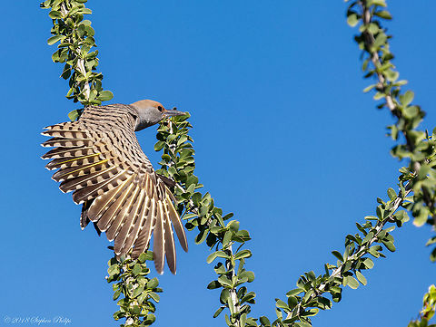 Wing Stretch Love the pose. I have a few leading up to and after this strange maneuver of stretching out its wing. Very interesting to watch and great exposure on wing details. Colaptes chrysoides,Fall,Geotagged,Gilded flicker,United States