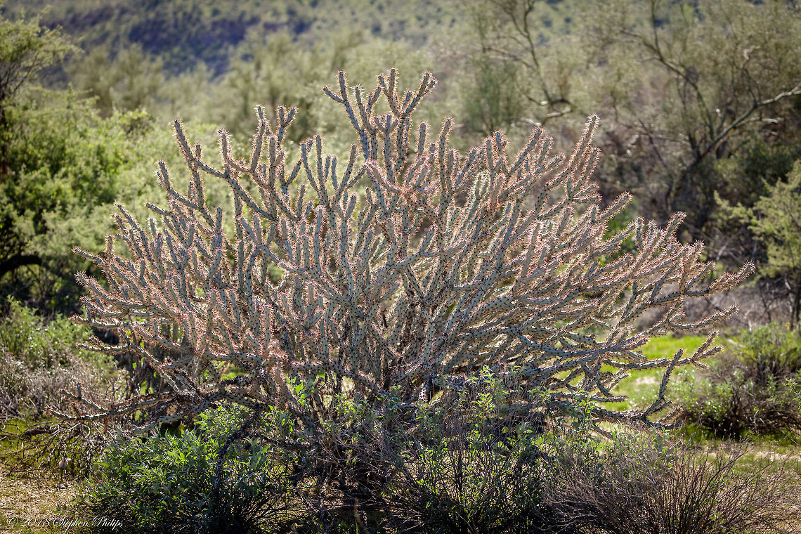 Backlit Cholla I found the lighting to be a bit illuminating of the needles for a more detailed viewing experience. Cylindropuntia acanthocarpa,Fall,Geotagged,United States