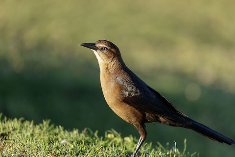 Female Grackle Grackle in the setting sun Fall,Geotagged,Great-tailed Grackle,Quiscalus mexicanus,United States