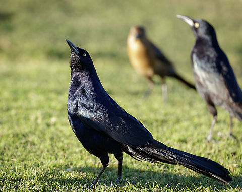 Male Grackle Male Mexican Grackle in the setting sun Fall,Geotagged,Great-tailed Grackle,Quiscalus mexicanus,United States