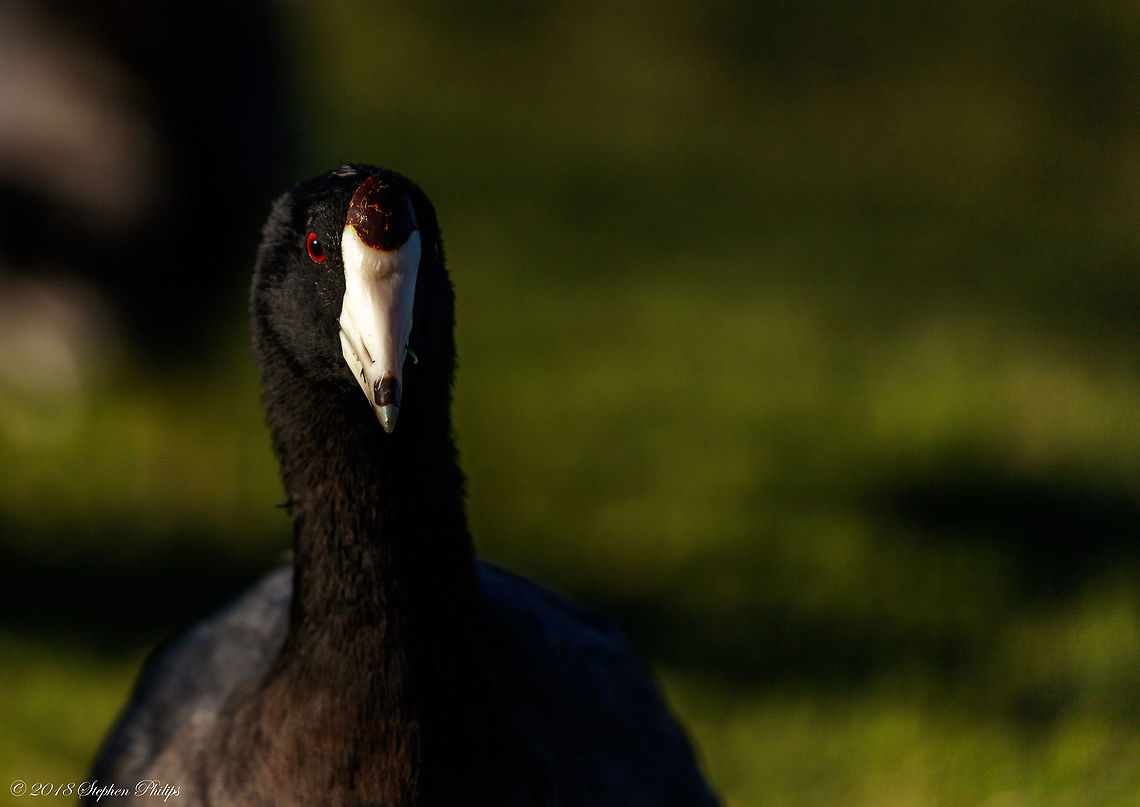 Coot Cranium Interesting bird with some peculiar behavior and honking under excitement, this guy has an intense look about him. American coot,Fall,Fulica americana,Geotagged,United States