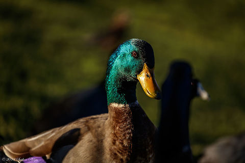 Magnificent Male Mallard Setting sun against a brilliant green mallard. Anas platyrhynchos,Fall,Geotagged,Mallard,United States