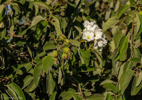Texas Olive Fruit Fruit beginning to ripen in the fall of the Arizona desert. Temperatures are in the mid 70's F in November. Cordia boissieri,Fall,Geotagged,United States