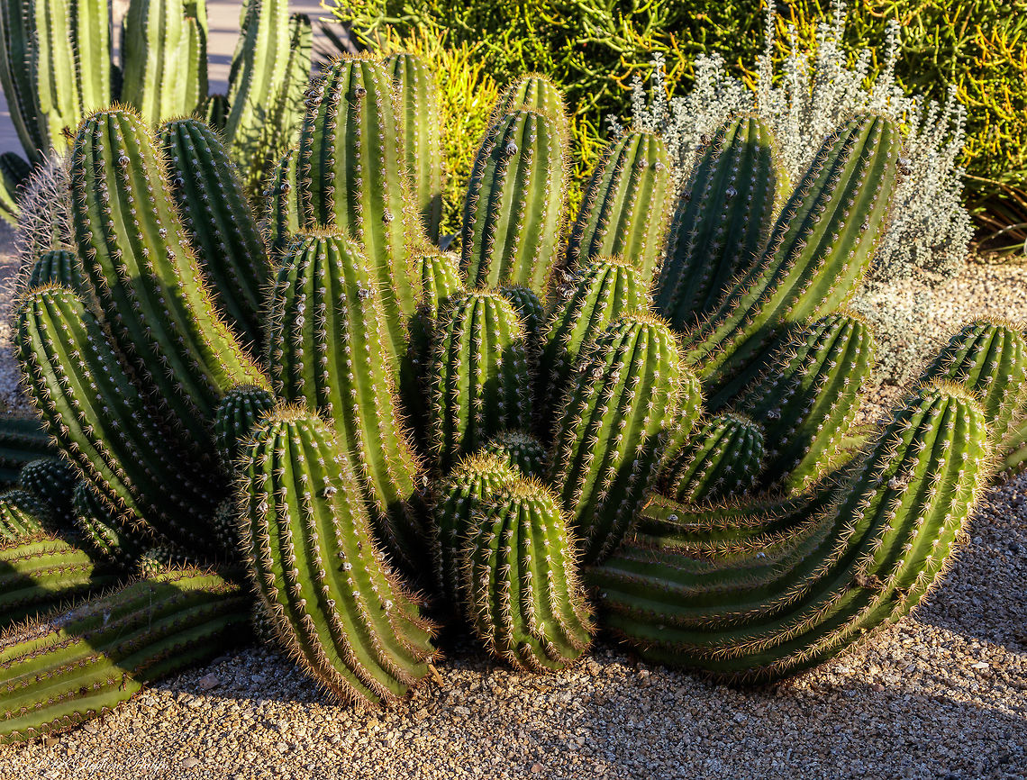 Argentine Giant I will attempt to get some blooms next summer. They are large and spectacular similar to the Bertha.<br />
<br />
<figure class="photo"><a href="https://www.jungledragon.com/image/56959/big_bertha.html" title="Big Bertha"><img src="https://s3.amazonaws.com/media.jungledragon.com/images/2428/56959_thumb.jpg?AWSAccessKeyId=05GMT0V3GWVNE7GGM1R2&Expires=1767225610&Signature=VI3F0JGEM1EtkbpqHS7tj8Gln5Y%3D" width="200" height="162" alt="Big Bertha A beautiful cactus in bloom. Brought to the Arizona desert for landscape purposes it thrives in this climate. The Plant grows throughout Bolivia (LA PAZ, Chochabamba, Chuquisaca, Santa Cruz, Tarija and there might be areas in Peru where it grows as well. It&acute;s not confirmed that there are intermediates but it&acute;s very possible that there are some. Two very likely candidates for a natural hybrid involving Trichocereus bridgesii are Trichocereus scopulicola and Trichocereus riomizquensis. Trichocereus bridgesii grows at 1000-3000 meters. Echinopsis lageniformis,Geotagged,Spring,United States" /></a></figure> Echinopsis candicans,Fall,Geotagged,United States
