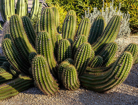 Echinopsis candicans