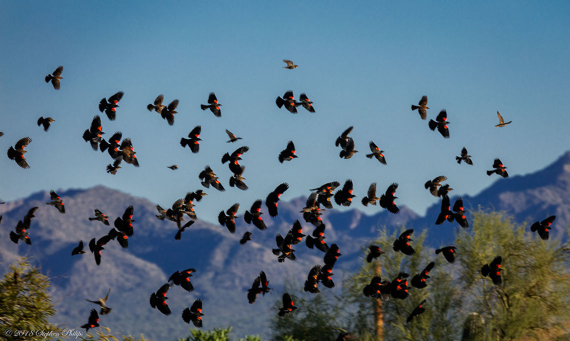 Red-wings in Flight Love the flight of the red-wing with many in a similar flight pattern and rotation position. Agelaius phoeniceus,Fall,Geotagged,Red-winged blackbird,United States