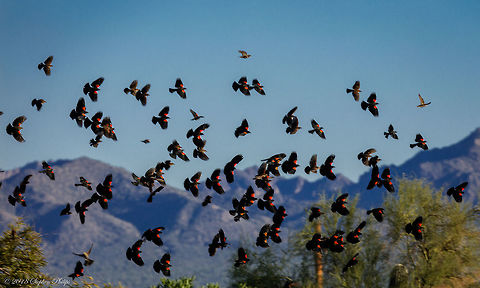 Red-wings in Flight Love the flight of the red-wing with many in a similar flight pattern and rotation position. Agelaius phoeniceus,Fall,Geotagged,Red-winged blackbird,United States