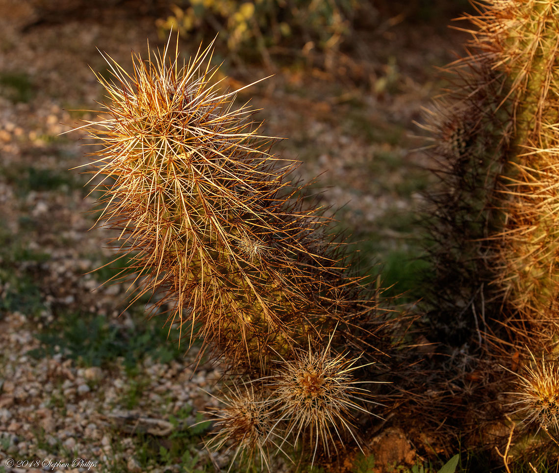 Hedgehog Cactus Easy to see how it gets in name... This one was captured at sunset so it is reflecting a golden tone. Normally they are more brown and desert neutral. Echinocereus engelmannii,Fall,Geotagged,United States