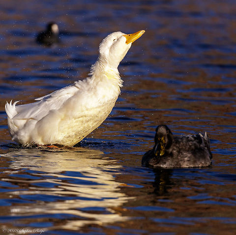 Shaking Off Water droplets being shaken off after a little bath... 

The Pekin or White Pekin is an American breed of domestic duck, raised primarily for meat. It derives from birds brought to the United States from China in the nineteenth century, and is now bred in many countries, and in all continents. It is a distinct and separate breed from the German Pekin, which derives from the same Chinese stock but has different breeding, and so is often known as the American Pekin. Many of these ducks were reared on Long Island, New York, in the late 19th and early 20th centuries, from which the breed derived its name Long Island Duck. American Pekin,Anas platyrhynchos,Anas platyrhynchos domesticus,Fall,Geotagged,Mallard,United States of America,platyrhynchos
