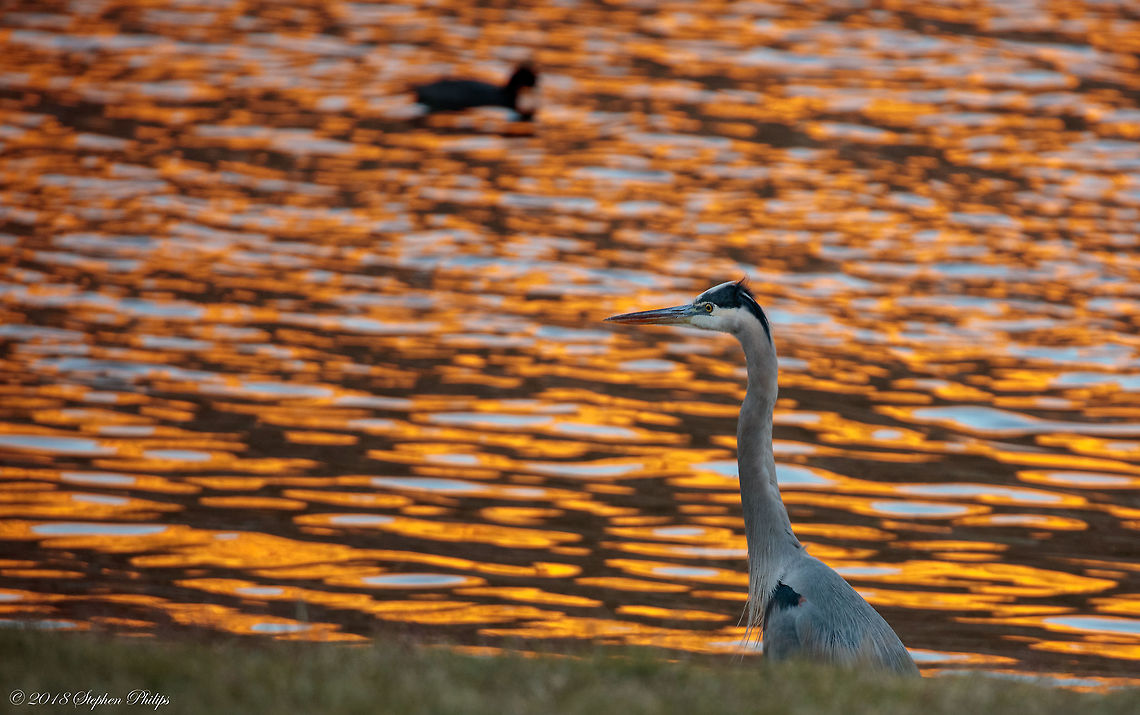 Heron at Sunset A lot of images on JD but I just liked the atmosphere on this one...  Ardea herodias,Fall,Geotagged,Great blue heron,United States