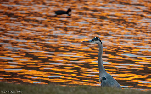 Heron at Sunset A lot of images on JD but I just liked the atmosphere on this one...  Ardea herodias,Fall,Geotagged,Great blue heron,United States