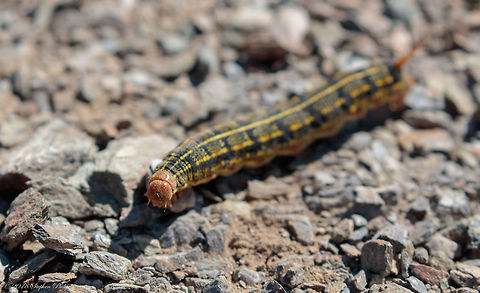 Headshot Here is a link to the body shot
https://www.jungledragon.com/image/69527/caterpillar-1.html
 Hyles lineata,White-lined sphinx