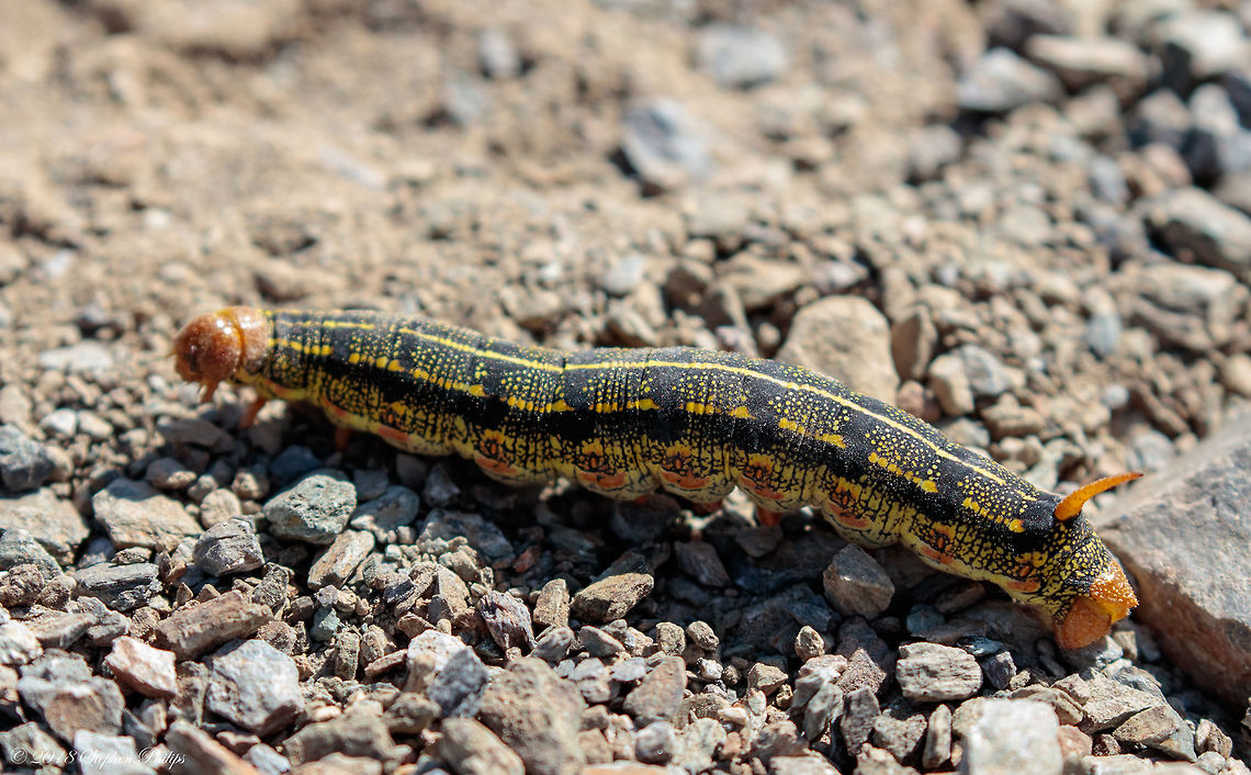Body shot Here is a link to the headshot<br />
<figure class="photo"><a href="https://www.jungledragon.com/image/69526/headshot.html" title="Headshot"><img src="https://s3.amazonaws.com/media.jungledragon.com/images/2428/69526_thumb.jpg?AWSAccessKeyId=05GMT0V3GWVNE7GGM1R2&Expires=1767225610&Signature=Euy17A3bAWtEQlIgInqeDGfNUWk%3D" width="200" height="124" alt="Headshot Here is a link to the body shot<br />
https://www.jungledragon.com/image/69527/caterpillar-1.html<br />
 Hyles lineata,White-lined sphinx" /></a></figure><br />
 Fall,Geotagged,Hyles lineata,United States,White-lined sphinx