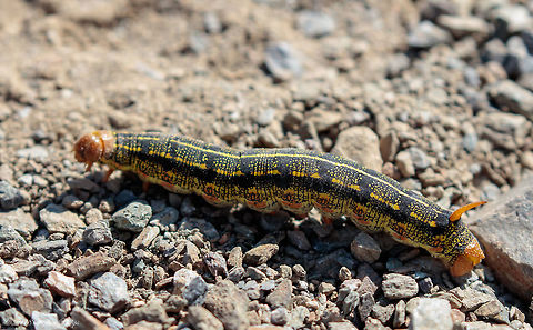 Body shot Here is a link to the headshot
https://www.jungledragon.com/image/69526/headshot.html
 Fall,Geotagged,Hyles lineata,United States,White-lined sphinx