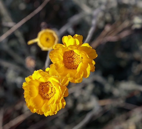 Desert Marigold