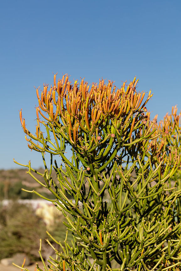 Sticks on Fire Originally from AFRICA this succulent has grown in popularity across arid climates in SW USA and Florida.  Euphorbia tirucalli,Fall,Firestick Plants,Geotagged,United States