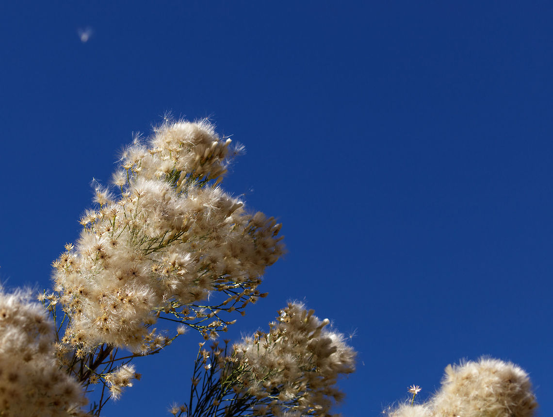 Female plant of Desert Bloom Fairy seeds are released in the wind which can carry over miles. Baccharis sarothroides,Fall,Geotagged,United States
