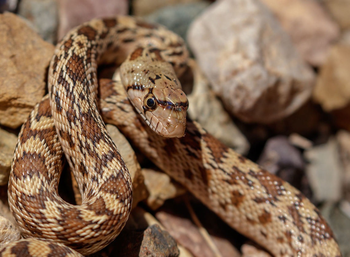 Juvenile Bullsnake Second imager capture: <figure class="photo"><a href="https://www.jungledragon.com/image/69732/second_bullsnake_capture.html" title="Second Bullsnake Capture"><img src="https://s3.amazonaws.com/media.jungledragon.com/images/2428/69732_thumb.jpg?AWSAccessKeyId=05GMT0V3GWVNE7GGM1R2&Expires=1769040010&Signature=gtHK5atQlwpAJpak%2Fu%2BjY77p%2B5g%3D" width="200" height="118" alt="Second Bullsnake Capture Original image:https://www.jungledragon.com/image/69730/juvenile_bullsnake.html Bullsnake,Fall,Geotagged,Pituophis catenifer sayi,United States" /></a></figure><br />
Adult Size: Adults of this hefty snake differ in size populationally. Some may be adult at 3 to 4 feet. Most routinely attain a length of 6 to 7 feet. The largest authenticated example was 8⅓ feet long.<br />
Range: Over most of its range this is an abundant snake. Its range extends southward from the southernmost Canadian provinces of Alberta and Saskatchewan to the state of Tamaulipas in northeastern Mexico.<br />
Habitat: A snake of semiarid and aridlands, the bullsnake wanders widely, but is most often seen in and near clumps of vegetation or along watercourses or crossing roadways near livestock watering tanks. Bullsnake,Fall,Geotagged,Pituophis catenifer sayi,United States