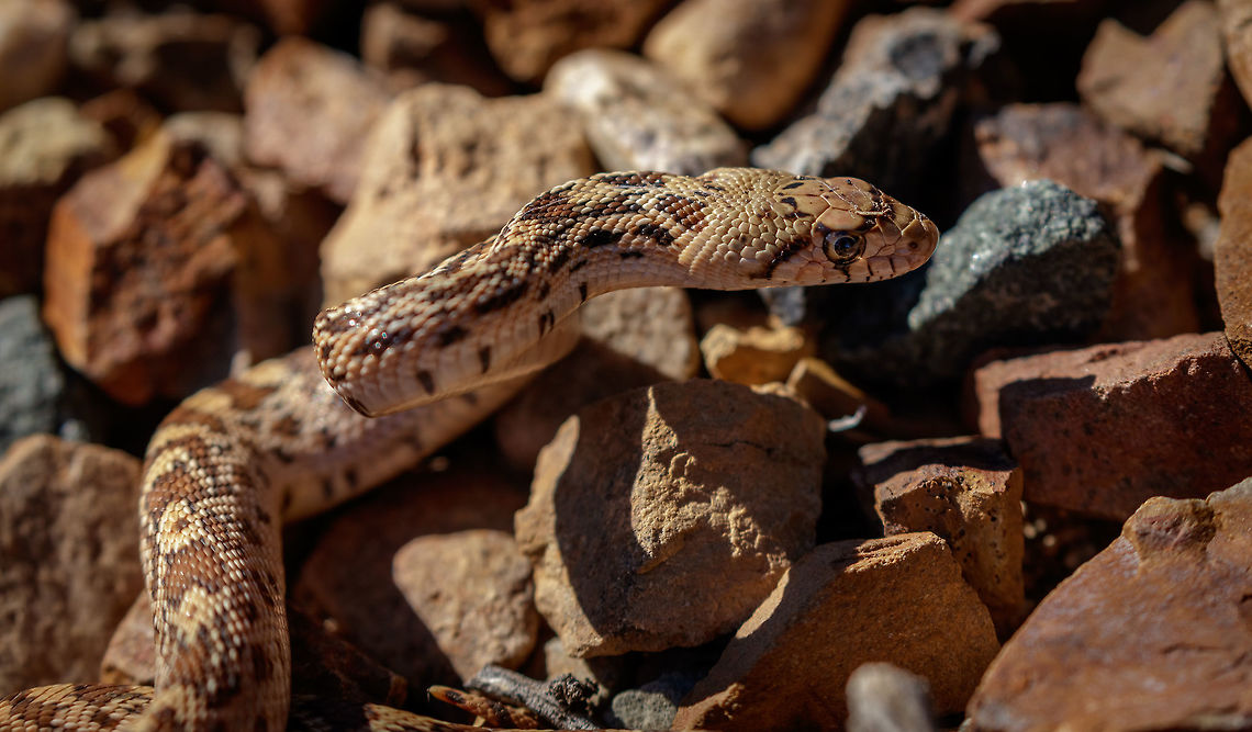 Second Bullsnake Capture Original image:<figure class="photo"><a href="https://www.jungledragon.com/image/69730/juvenile_bullsnake.html" title="Juvenile Bullsnake"><img src="https://s3.amazonaws.com/media.jungledragon.com/images/2428/69730_thumb.jpg?AWSAccessKeyId=05GMT0V3GWVNE7GGM1R2&Expires=1769040010&Signature=TOP7iE77SB%2BrjJ7pDLr6ZgepqME%3D" width="200" height="148" alt="Juvenile Bullsnake Second imager capture: https://www.jungledragon.com/image/69732/bull_snake-2.html<br />
Adult Size: Adults of this hefty snake differ in size populationally. Some may be adult at 3 to 4 feet. Most routinely attain a length of 6 to 7 feet. The largest authenticated example was 8⅓ feet long.<br />
Range: Over most of its range this is an abundant snake. Its range extends southward from the southernmost Canadian provinces of Alberta and Saskatchewan to the state of Tamaulipas in northeastern Mexico.<br />
Habitat: A snake of semiarid and aridlands, the bullsnake wanders widely, but is most often seen in and near clumps of vegetation or along watercourses or crossing roadways near livestock watering tanks. Bullsnake,Fall,Geotagged,Pituophis catenifer sayi,United States" /></a></figure> Bullsnake,Fall,Geotagged,Pituophis catenifer sayi,United States